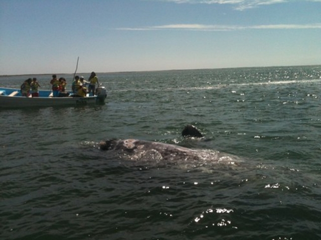 Avistamiento de ballenas